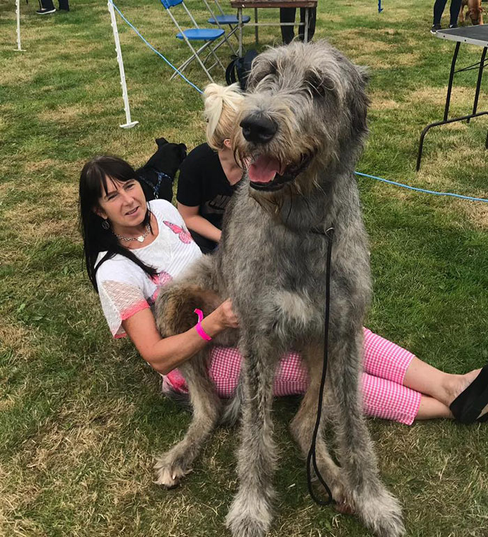 adorable large irish wolfhounds sitting on lap