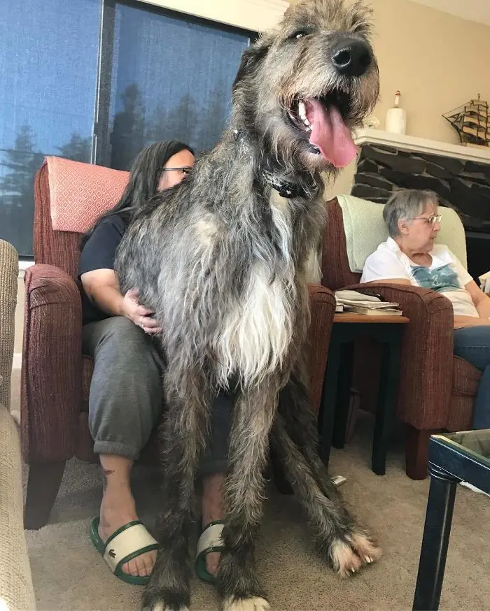 adorable large irish wolfhounds sitting on woman lap