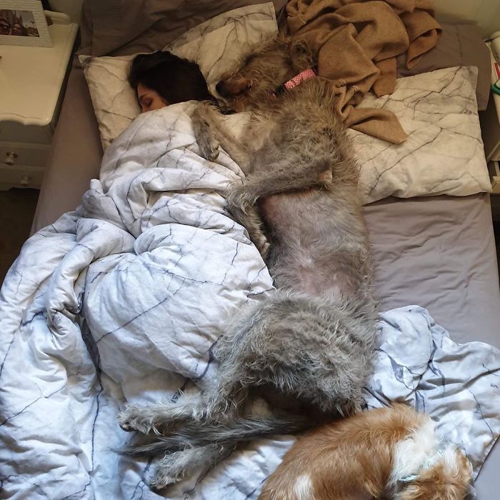 adorable large irish wolfhounds sleeping in bed