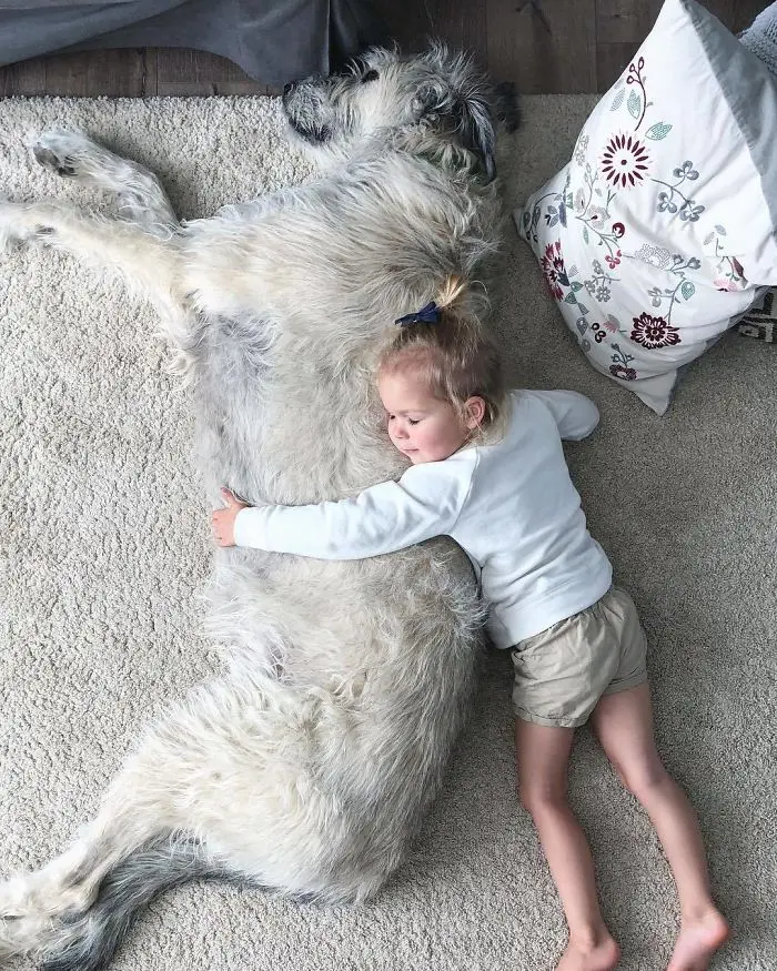 adorable large irish wolfhounds sleeping with baby