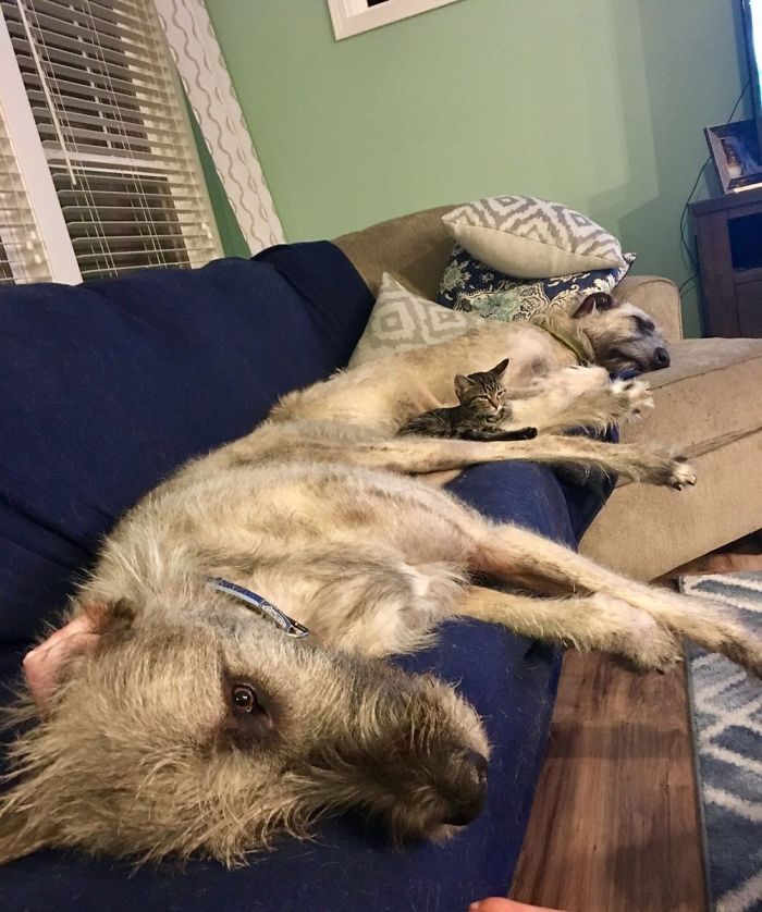 adorable large irish wolfhounds sleeping with cat