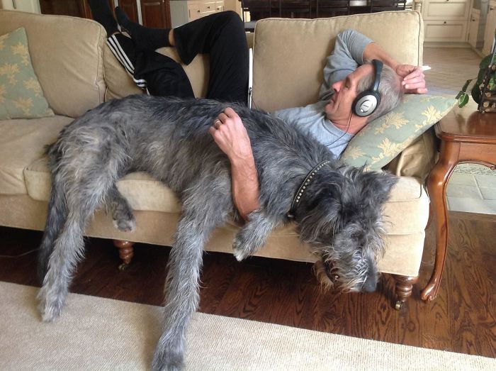 adorable large irish wolfhounds sleeping with owner