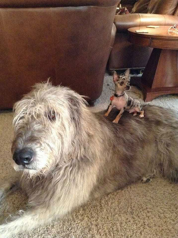 adorable large irish wolfhounds small pup riding