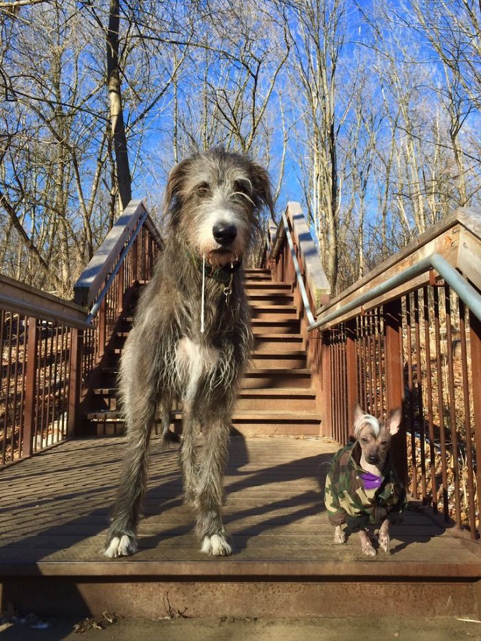 adorable large irish wolfhounds space cowboy