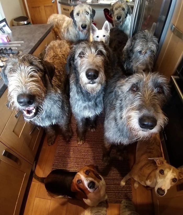 adorable large irish wolfhounds tall breed