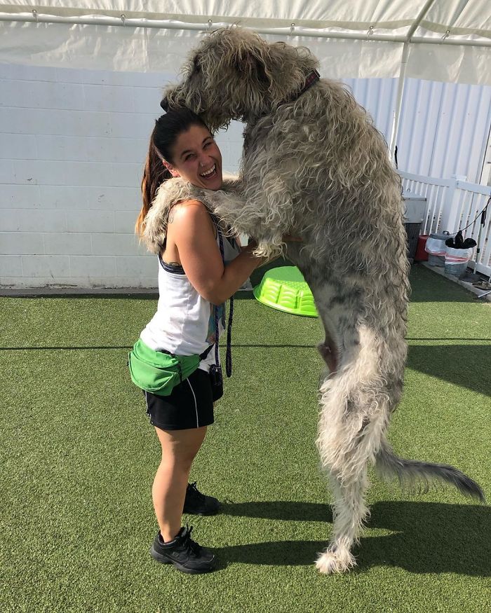 adorable large irish wolfhounds taller than a girl