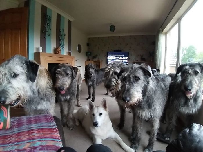 adorable large irish wolfhounds waiting for pizza