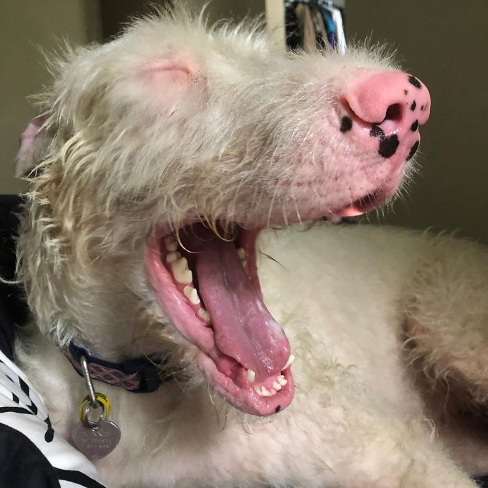 albino irish wolfhound