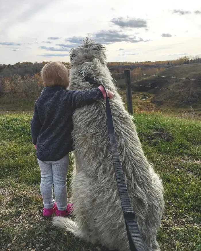 adorable large irish wolfhounds with little boy