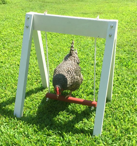 You Can Now Get Your Chickens A FullOn Playground For Them To Enjoy