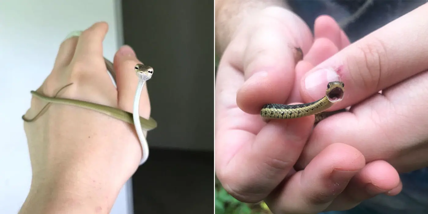 Tiny baby snake