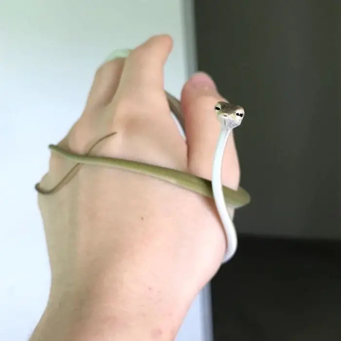 baby vine cute snake pictures