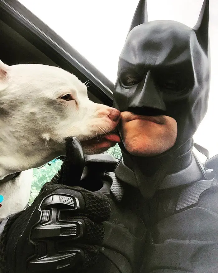 batman pet rescuer animal lover