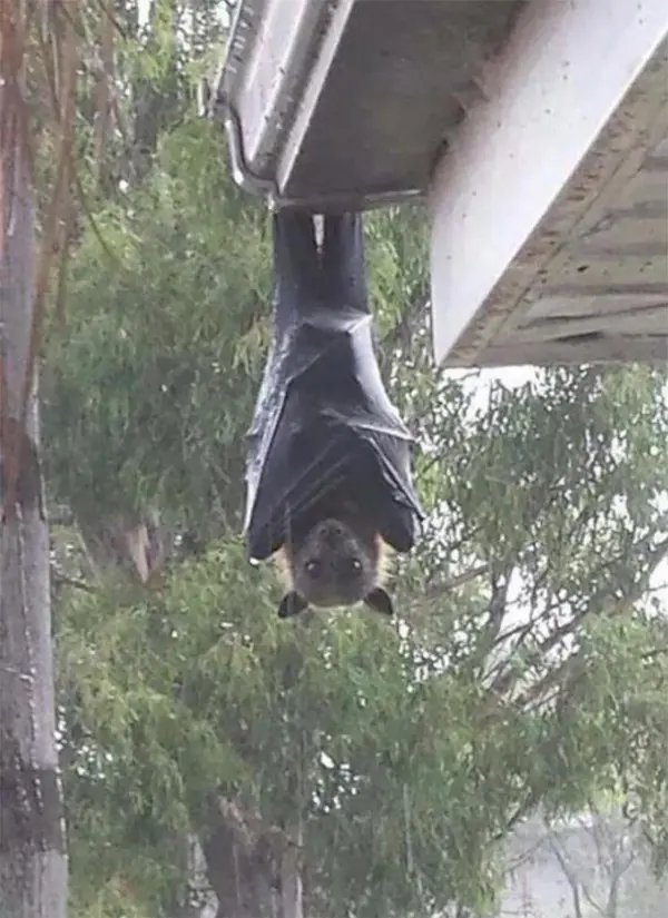 batwing on the roof scary animals in Australia