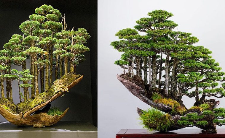 bonsai mini forest