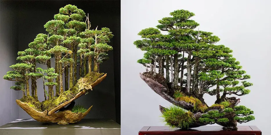 bonsai mini forest