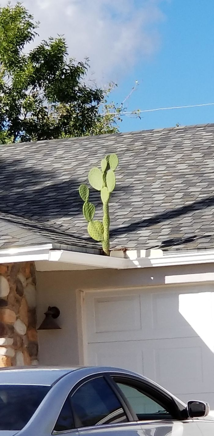 cactus on a roof nature reclaiming taking over