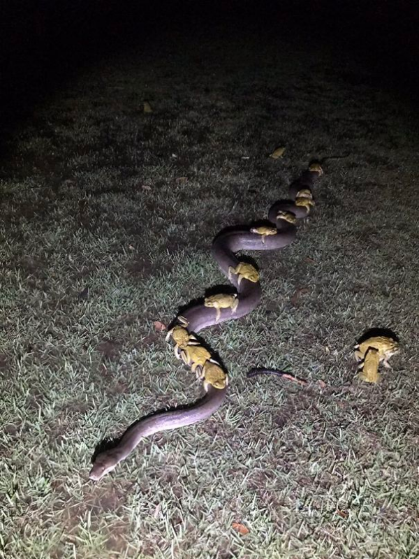 cane toads on a python scary animals in Australia