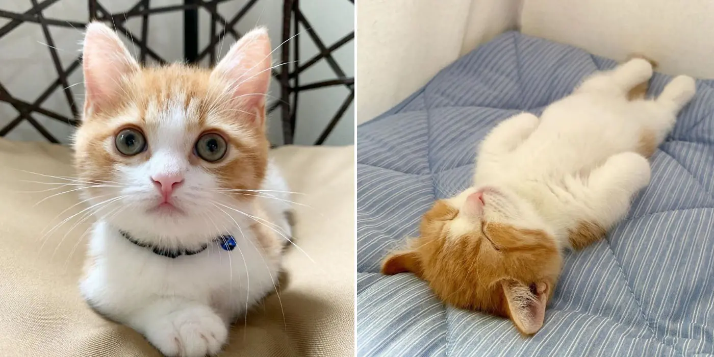 This Munchkin Kitten Sleeps Like A Human And It's Too Adorable