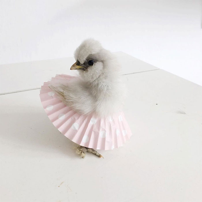 chick in cupcake tutu