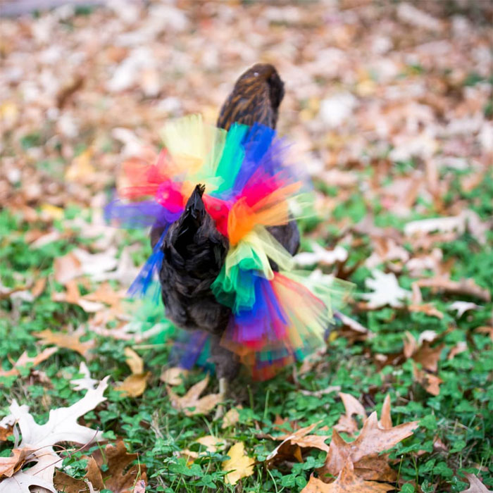 chicken ballerina in tutu