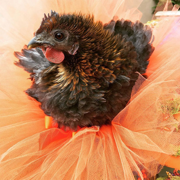 chicken in bright orange tutu skirt