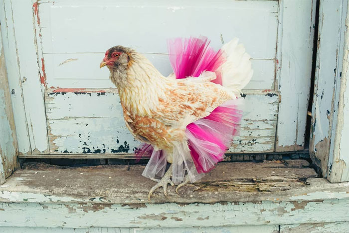 chicken in bright pink tutu