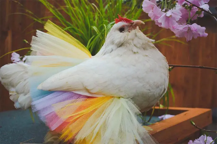 chicken in colorful tutu skirt