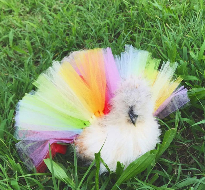 chicken in fashionable tutu skirt