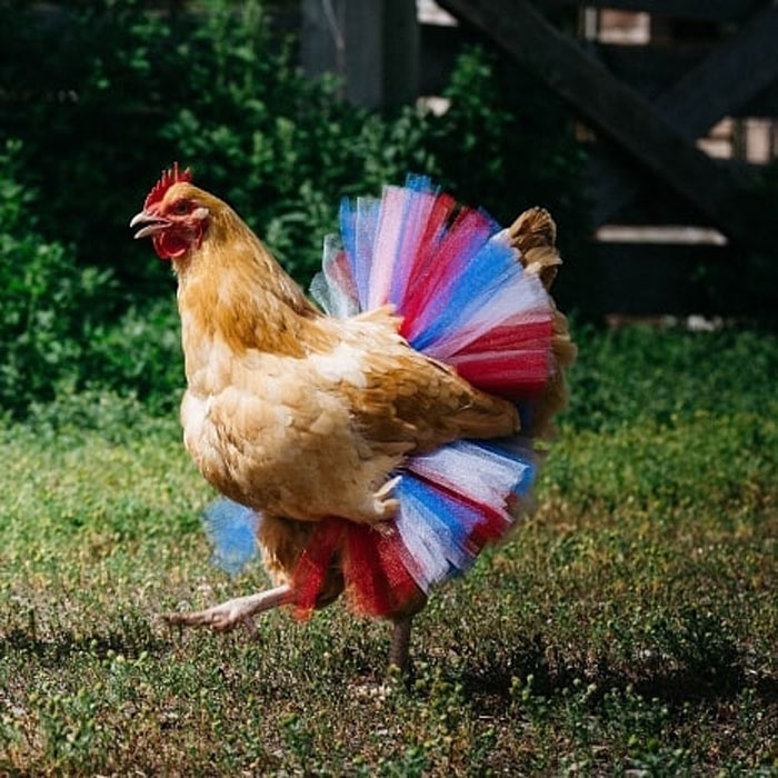 chicken in multicolored tutu skirt
