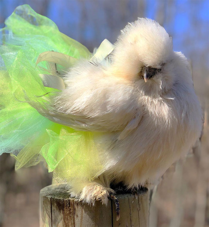 chicken in neon green tutu