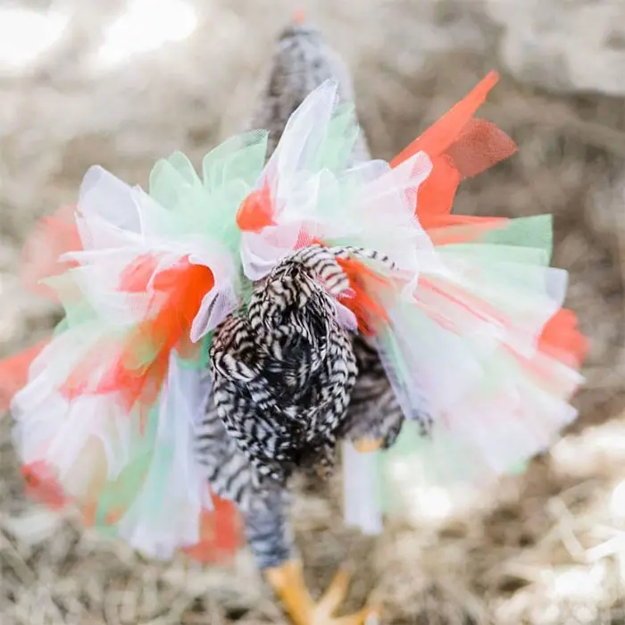 chicken in orange tutu