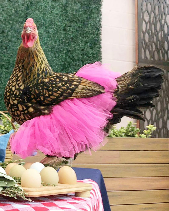 chicken in pink tutu skirt