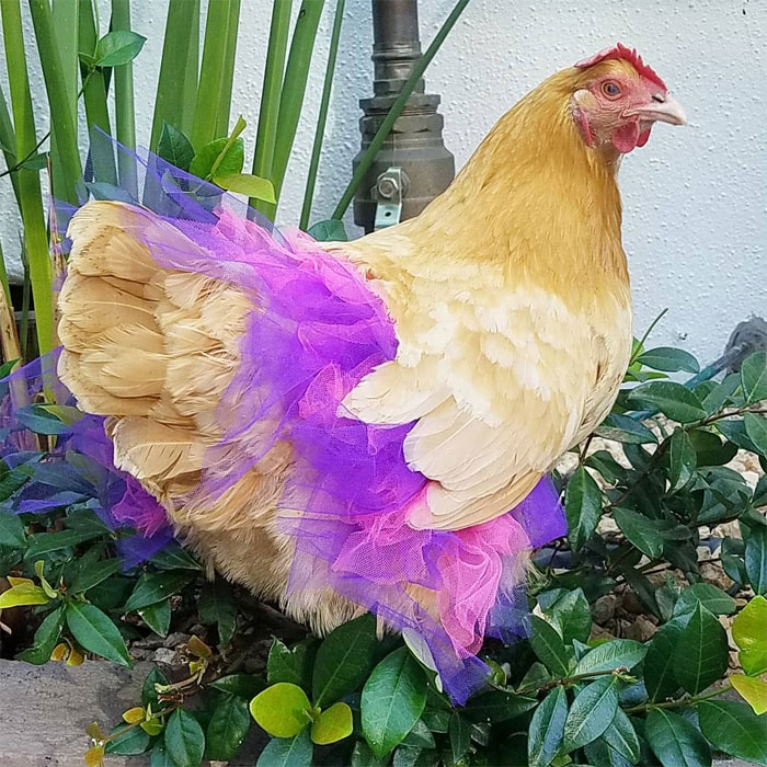chicken in purple tutu skirt