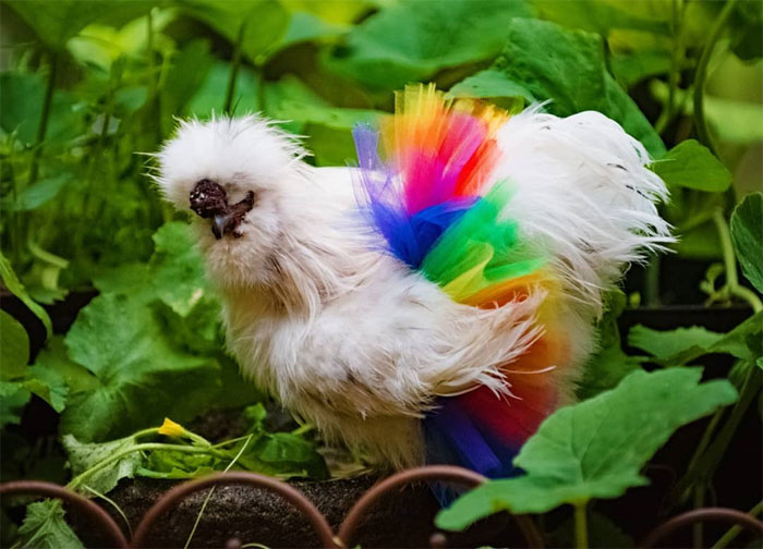 chicken in rainbow-colored tutu skirt