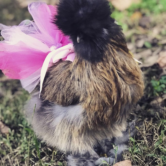 chicken in stylish tutu skirt