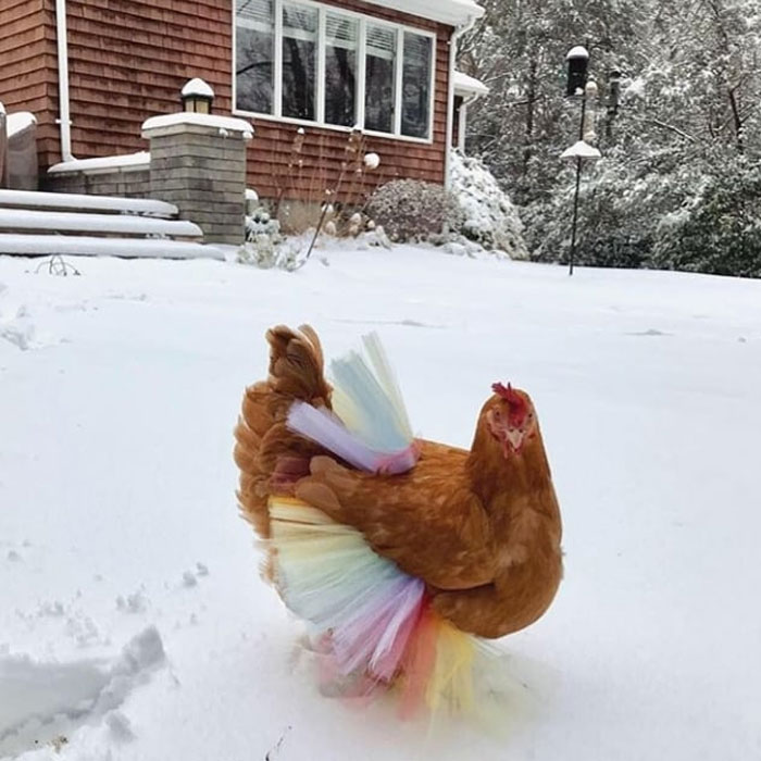 chicken in tutus new craze instagram