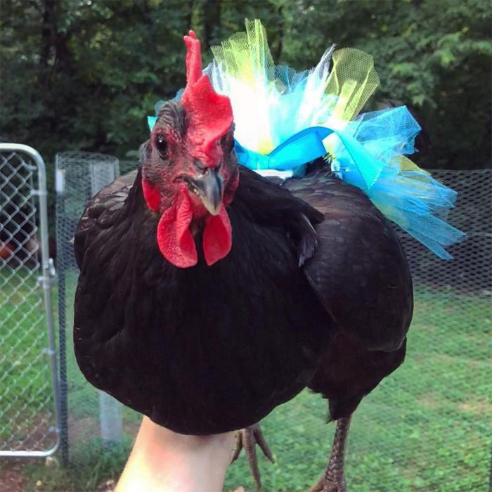chicken in vibrant tutu skirt