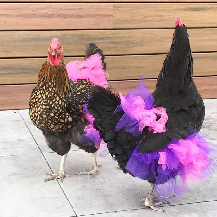 chickens in tutus ballerina