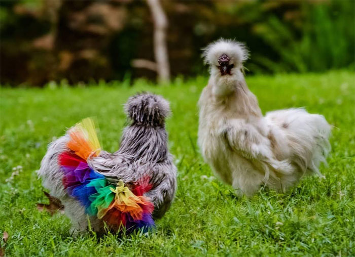 chickens in tutus instagram