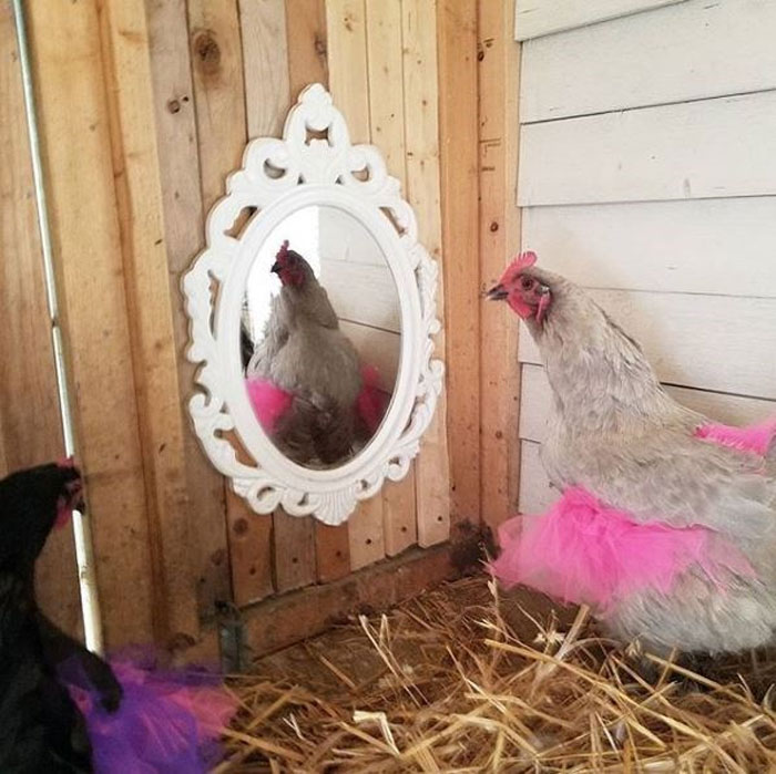 chickens in tutus