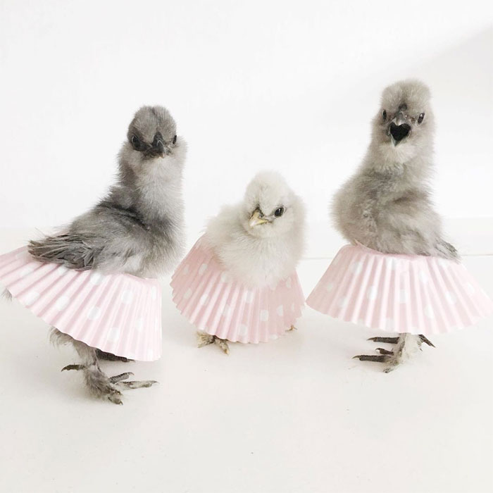 chicks in cupcake tutu skirts