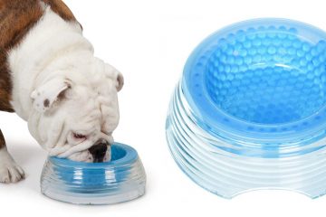 cooling dog bowl