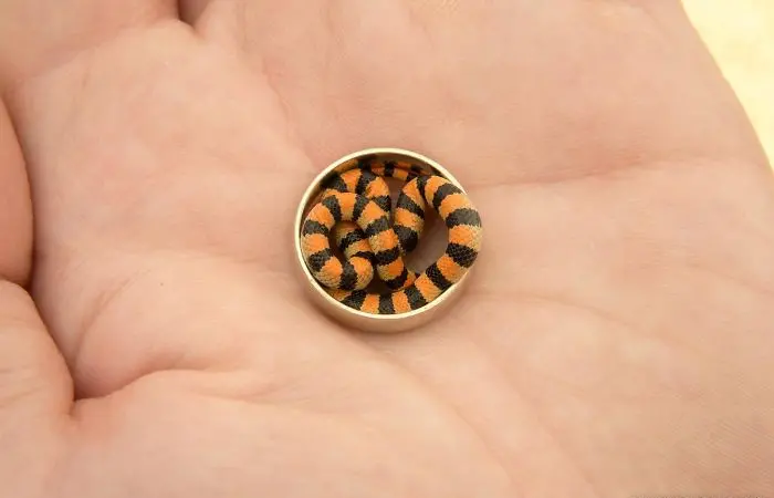 curling snake in wedding ring cute snake pictures