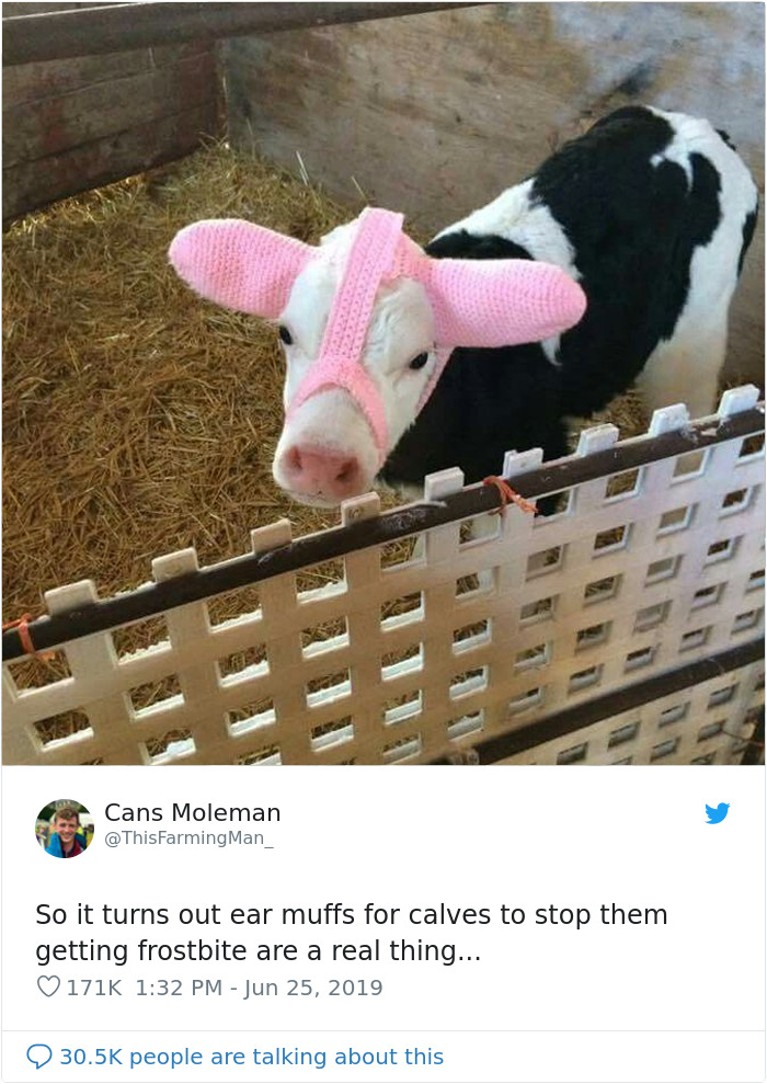 cute cows earmuffs thisfarmingman