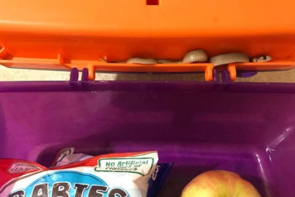 deadly snake on a kid's lunch box scary animals in Australia