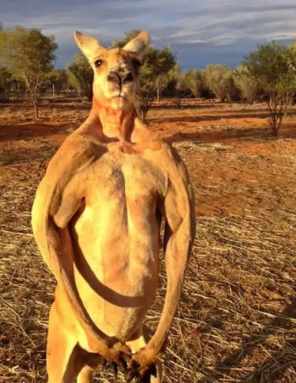 do you even lift bro scary animals in Australia