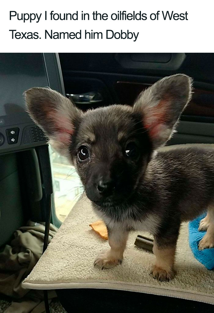 dobby dog with big ears