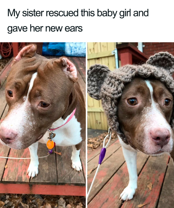 dog has new ears