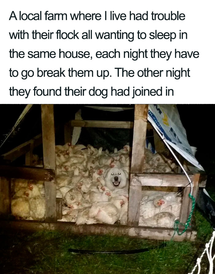 dog sleeping in chicken coop